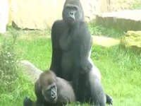 Amateur photographer captures a zoo sex adventure between two Silver Back Gorillas